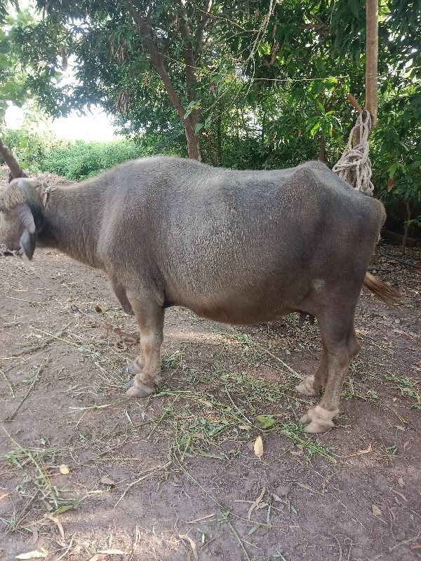 ભેંસ વેચવાની છે