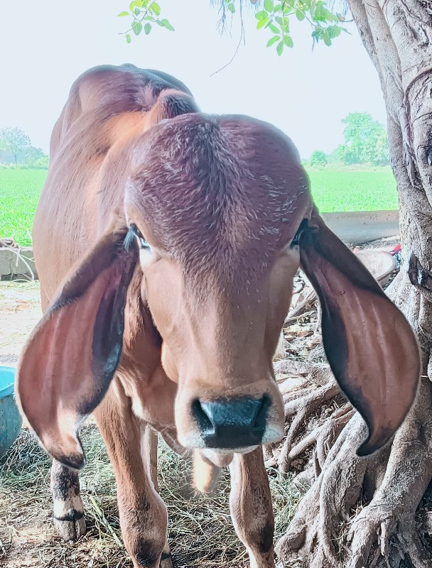 ગાય અને વાંસળી...