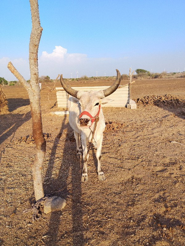 ઘોડલો વેચવાનો છ...