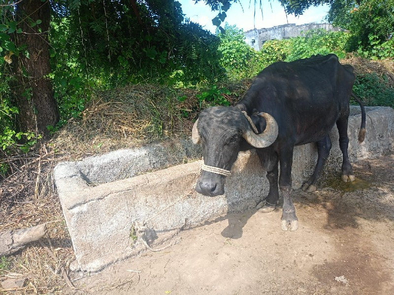 વેસવાનુછે