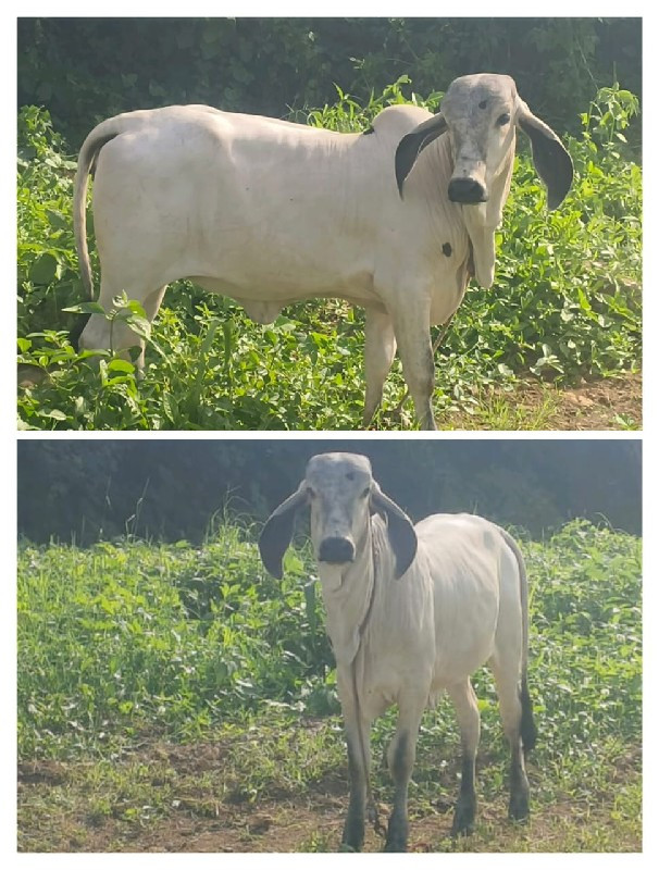 ગાય ને બે વાછળી...