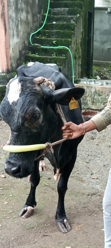 એસબ ગાય દુધ ૭ લ...