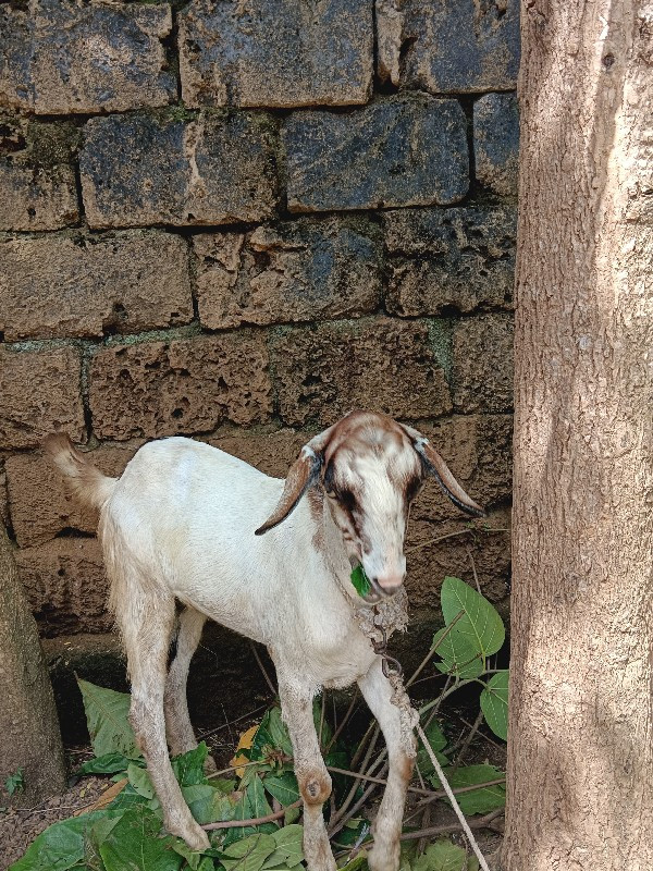 બોકડા દેવાના હૈ