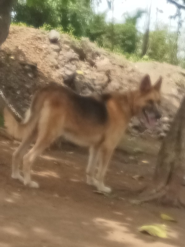 કુતરો વેશવાનોછે