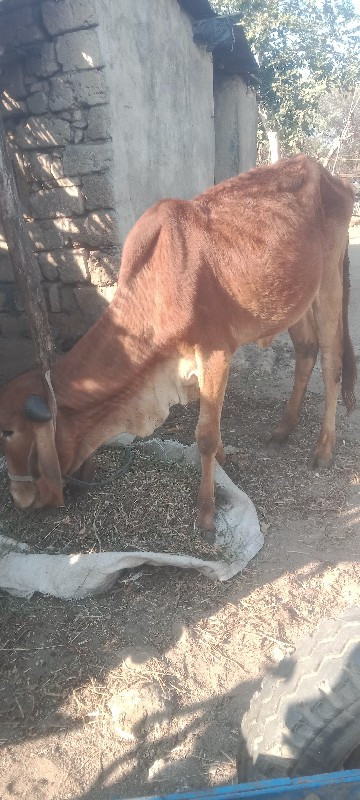 ગીર હોડકી વેશવા...