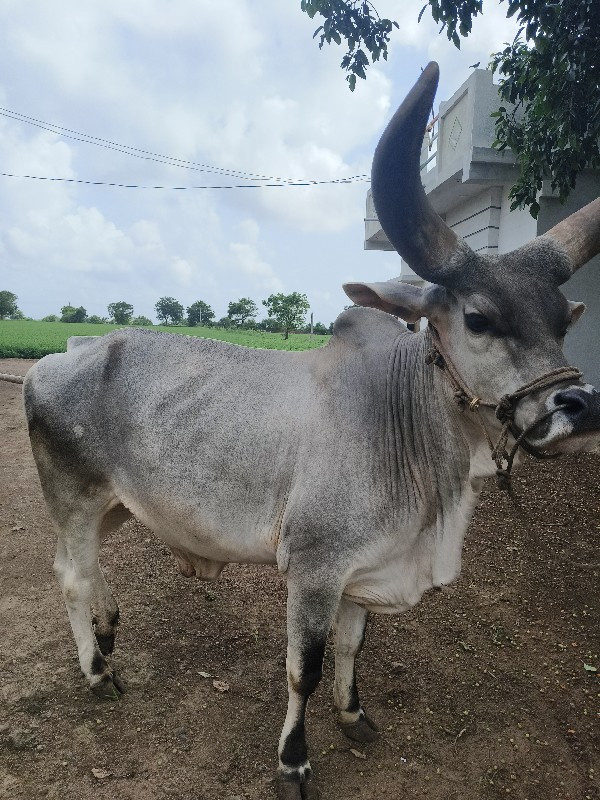 ગોઢલો વેચવાનો છ...