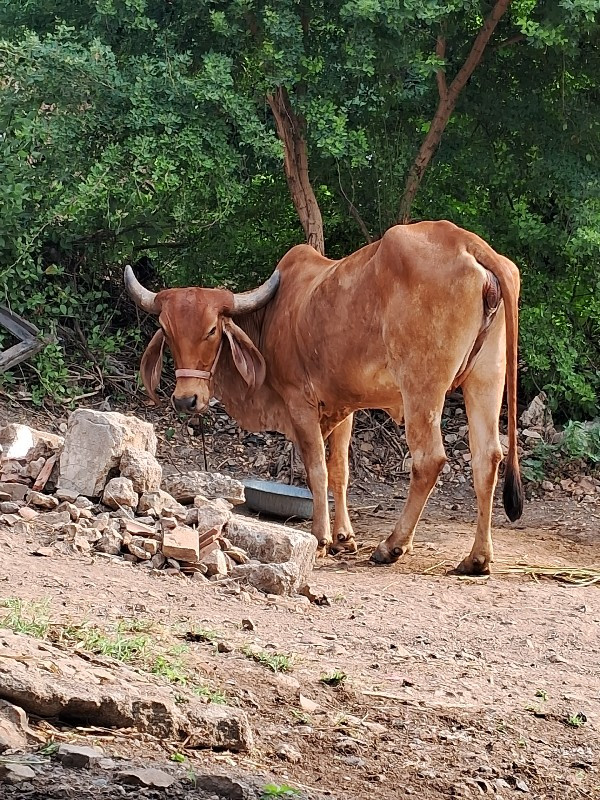 દેશી હોડકી વેસવ...