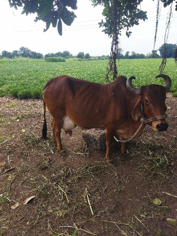 ત્રીજા વેતરમાં...