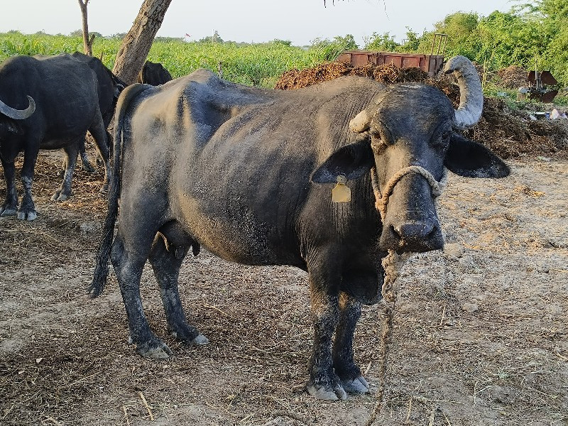 ભેંસ વેચવાની છે