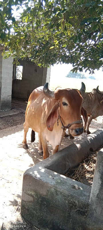 આ ગોધલો વેછવાનો...