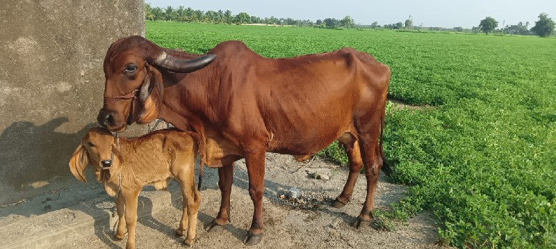 ગીર ગાય વેચવાની...