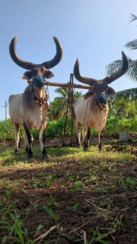 બળદ વેચવાના છે