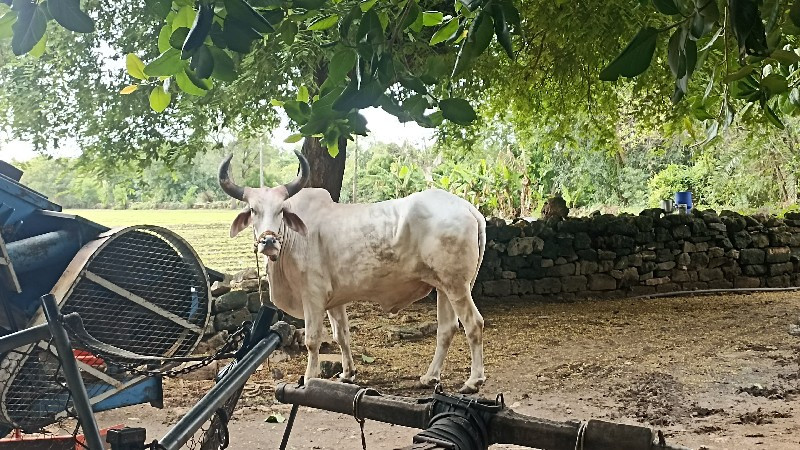 બળદ વેચવા નો છે