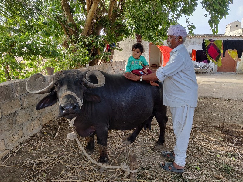 ભેંસ વેચવાની છે