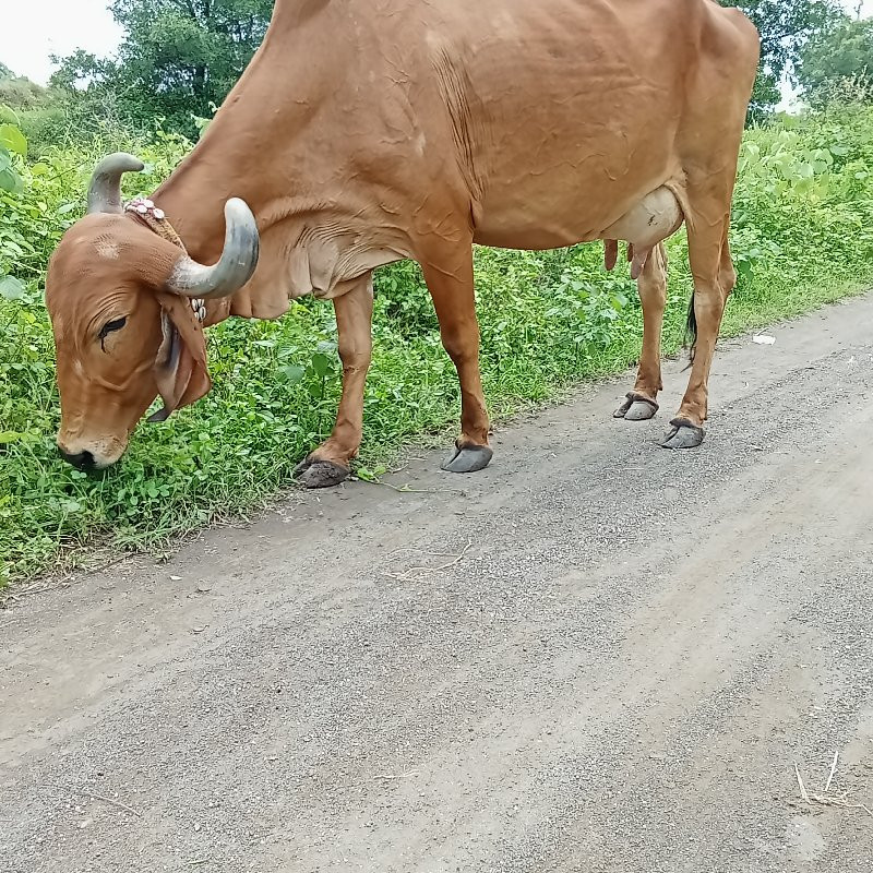 બે ગાયવેસવાની છ...