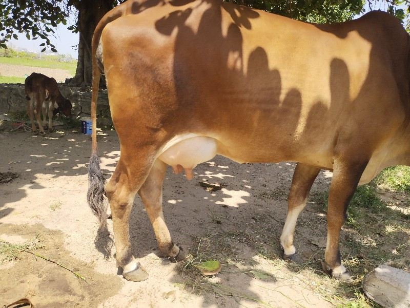 ગાય વેચવાની છે