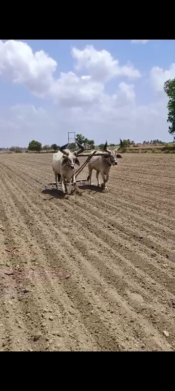 બળદ વેચવાના છે