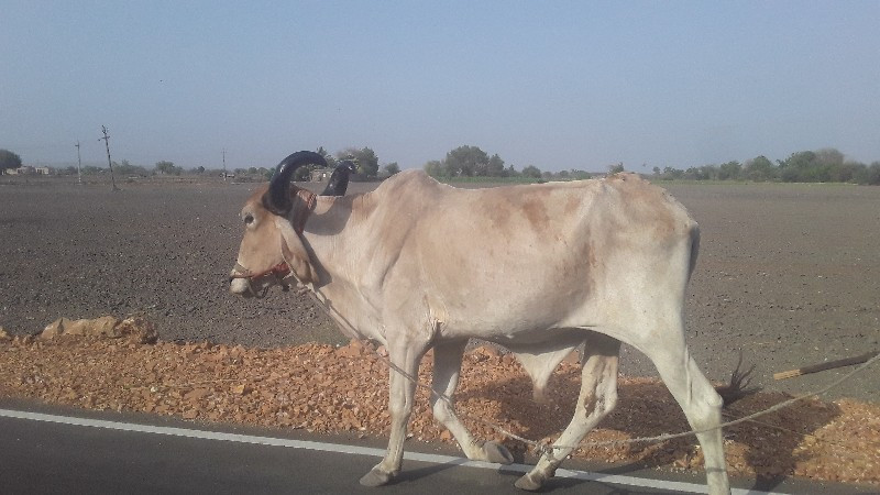 બળદ ફી ફી