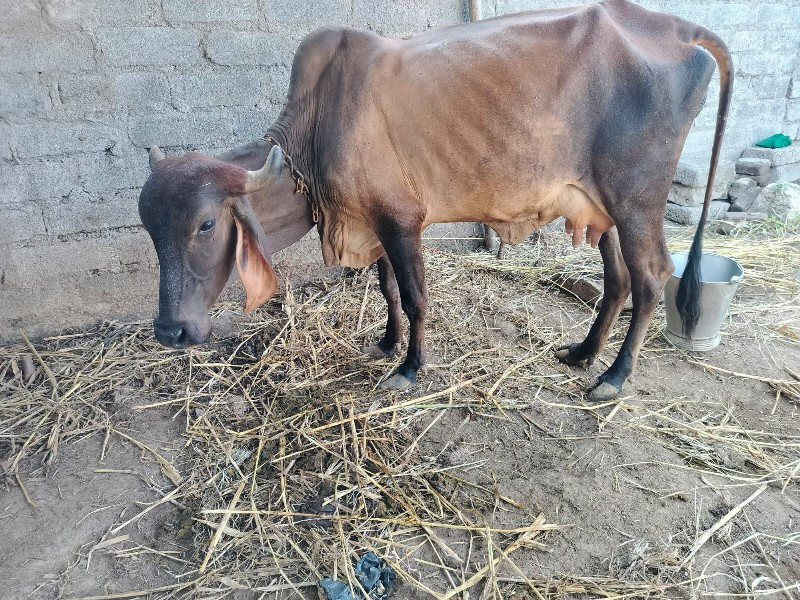 દેસી ગાય ૮ દિવસ...