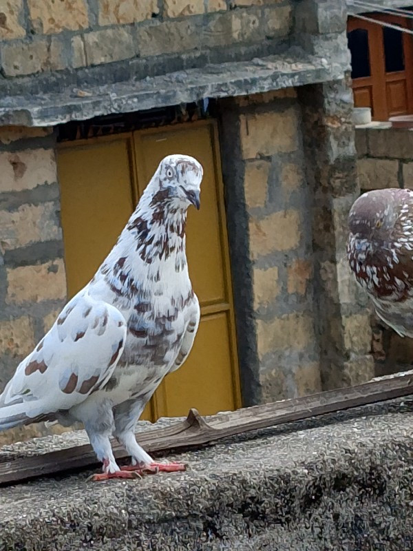 કબુતર દેવા લેવા...