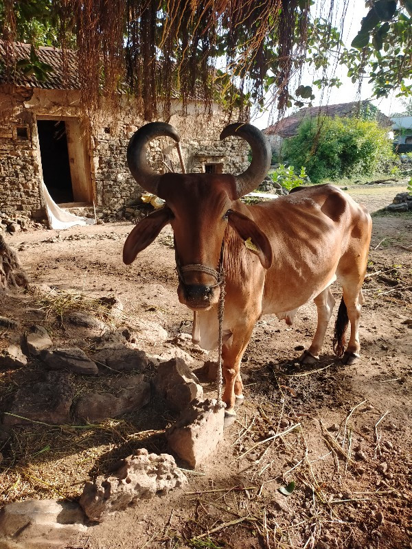 ગોઢલા વેચવાના છ...