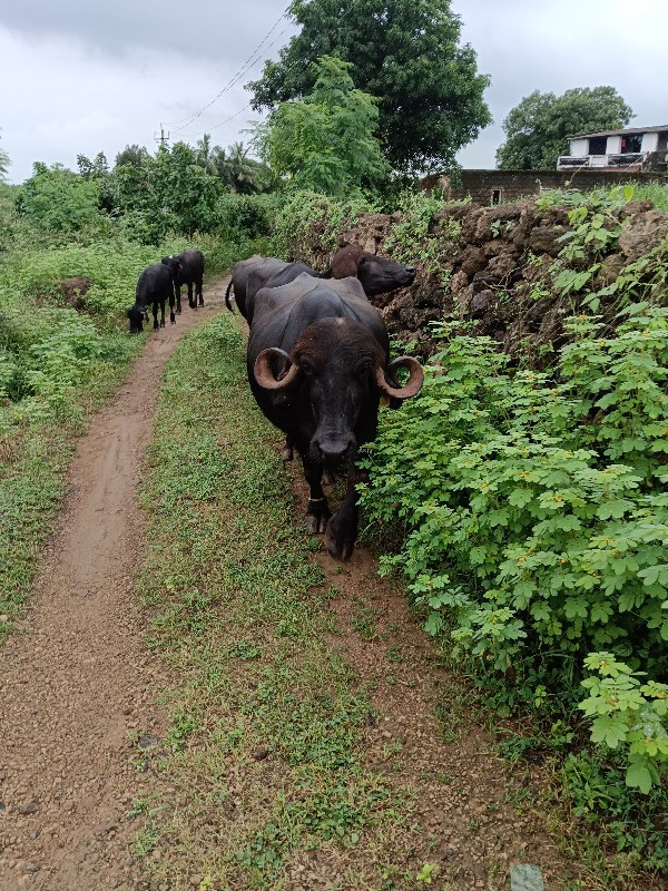 ભેંસ વેચવાની છે