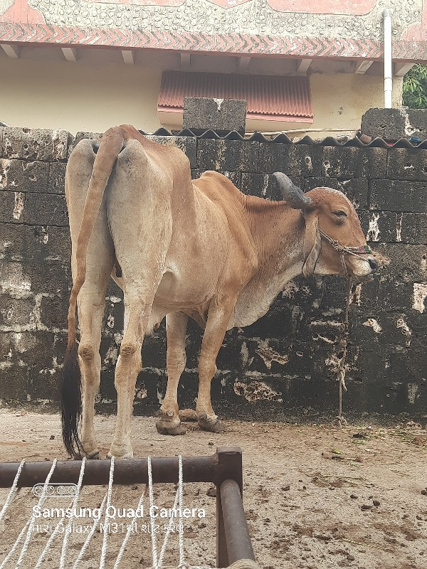 બળદ  વેચવા