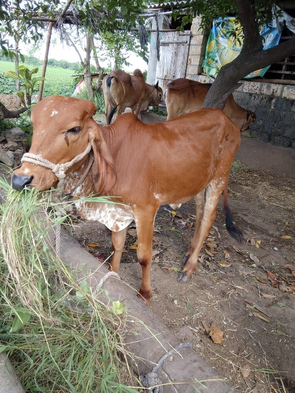 વાછરડી વેચવાની...