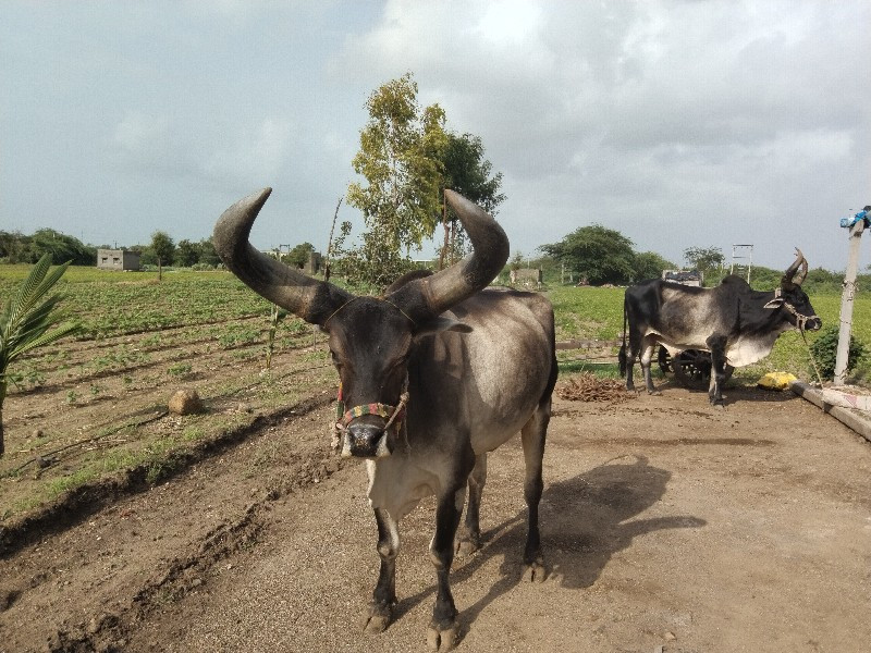 બળદ એક વેચવાનો...