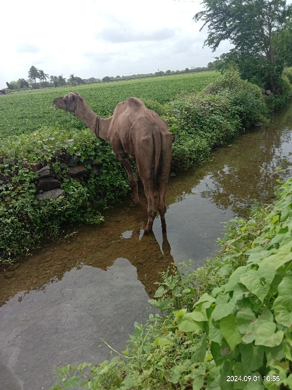 સાંઢીયો વેચવાનો...