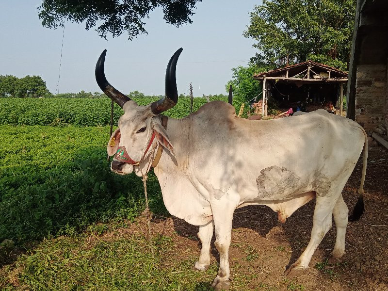 વઢીયારો બળદ લેવ...