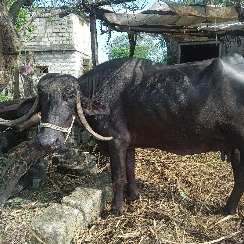 ભેંસ વેચવાની છે