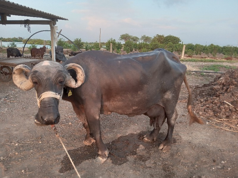 2 ભેસ વેચવાની છ...