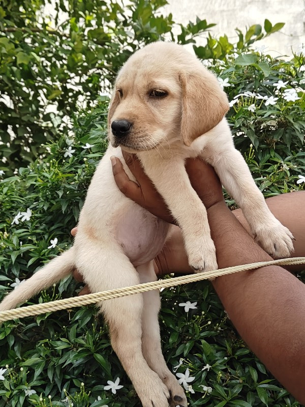 Labrador