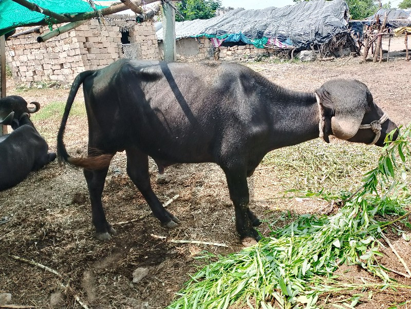 પાડો વેચવાનો છે