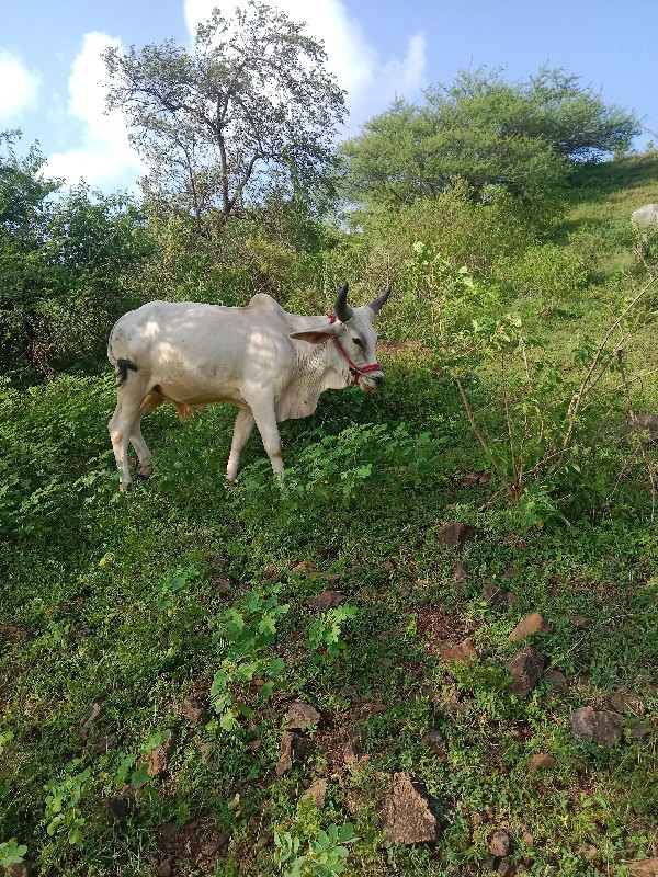 બળદ વેચવાના છે