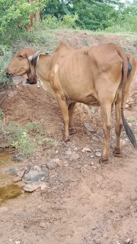 ગોપાલ ભાઈ 63513...