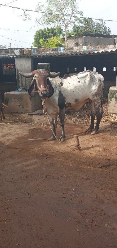 ગાય વેસવા નીછે