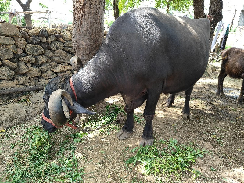 ભેંસ વેચવાની છે