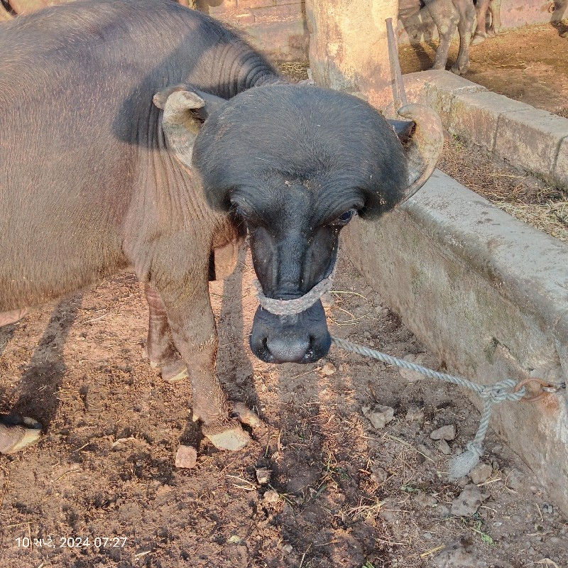 પાડો વેચવાનો છે...