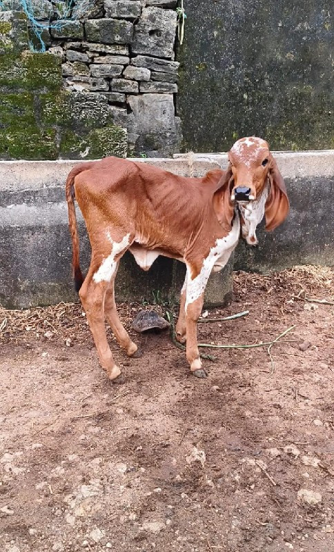 ગાય વેચવાની છે