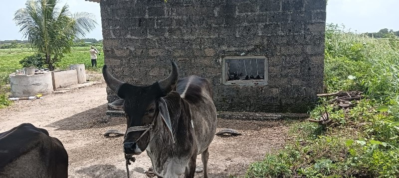 વધિયારા ગોઢલા વ...