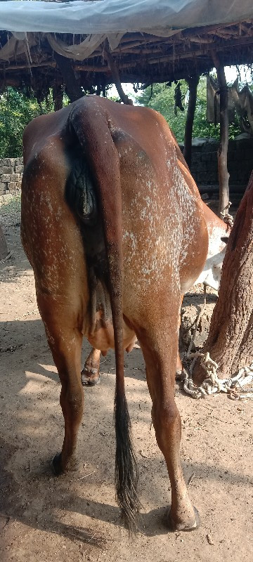 કાબરી ગાય વેચવા...