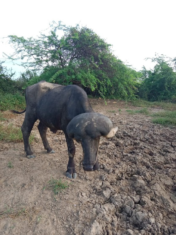 પાડો