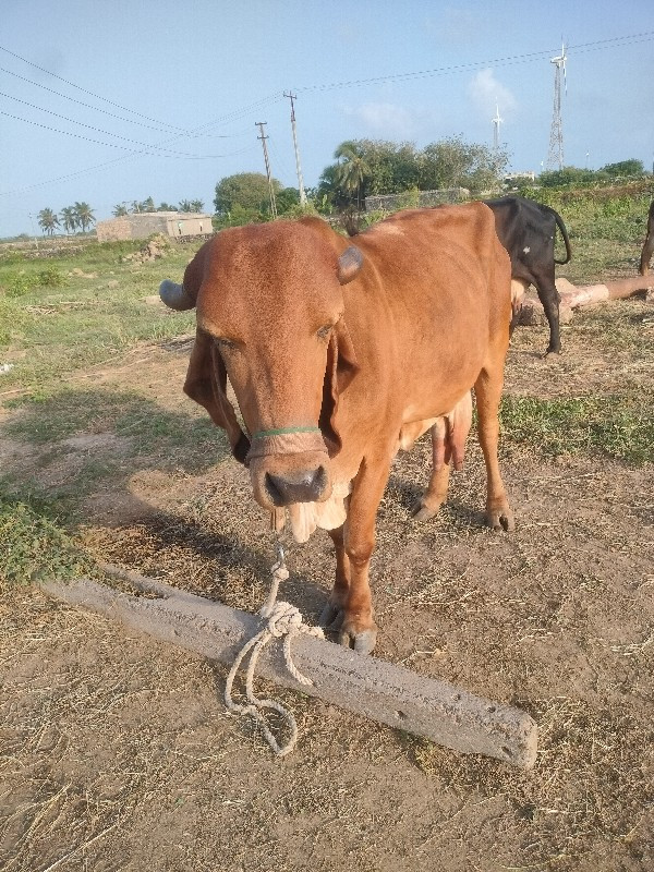 ગીર ગાય વેસવાની...