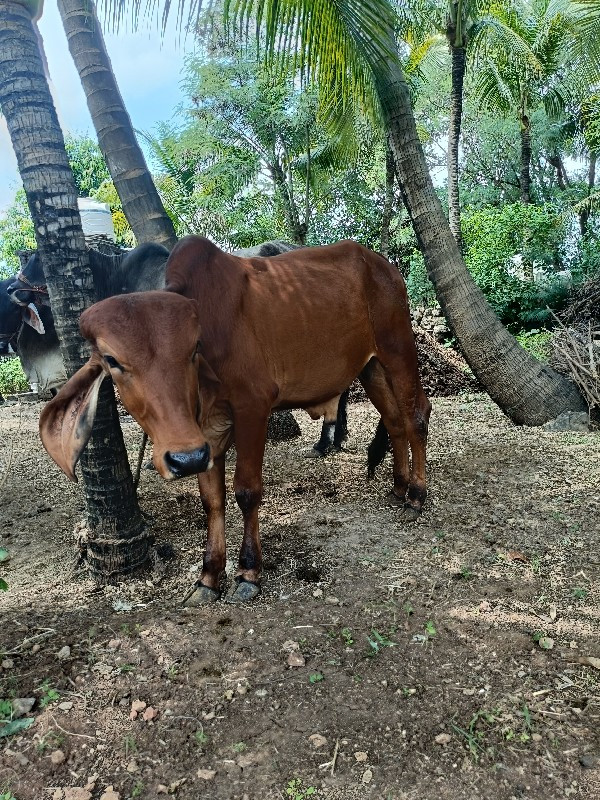 ગોધલો