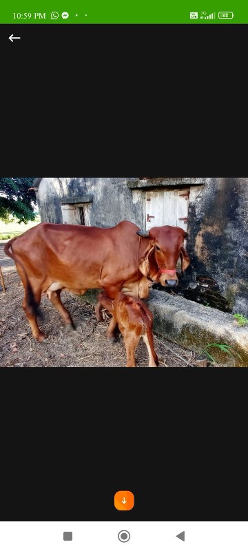 ગાય વેચવાની છે