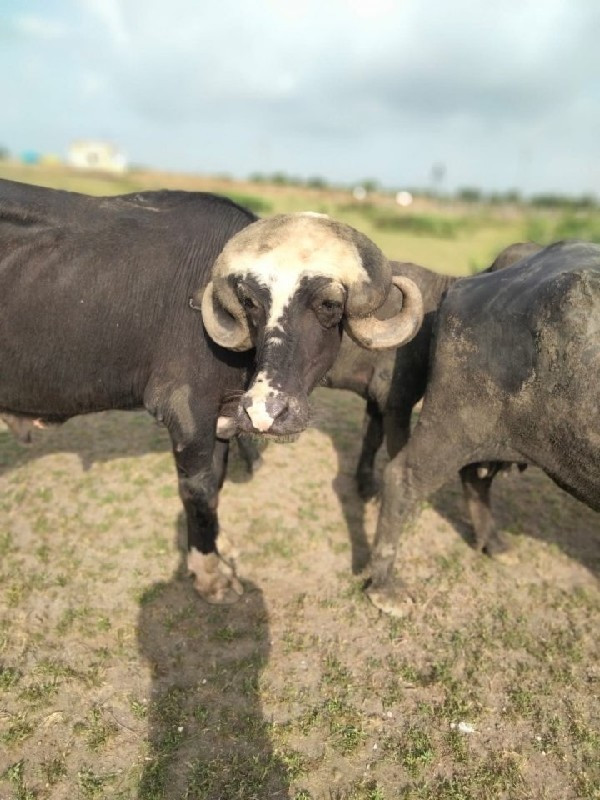 વેચવાનુ છે પાડો...