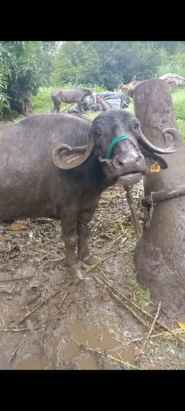 વેસવાની સે