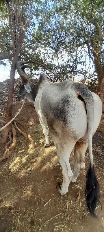 બળદ વેચવાનો છે